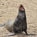 lion_sea_galapagos_san_v_0150_ecu2347.jpg